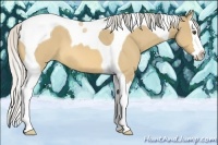Horse Color:Silver Buckskin Roan Dun Splash Tobiano