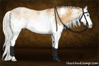 Horse Color:White Spotted Silver Amber Champagne Splash