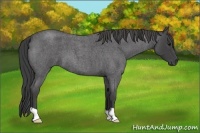 Horse Color:Smoky Blue Roan 
