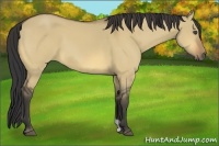 Horse Color:Buckskin Dun