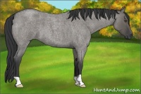 Horse Color:Grullo Roan 