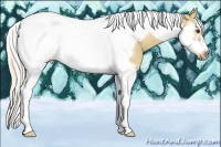 Horse Color:Palomino Dun Splash Tobiano Frame 