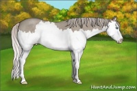 Horse Color:Silver Grullo Roan Splash