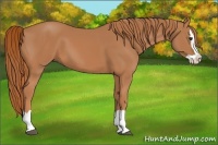 Horse Color:Chestnut Splash 