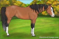 Horse Color:Bay Splash 
