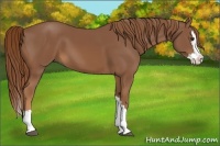 Horse Color:Chestnut Splash 