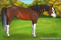 Horse Color:Bay Splash 