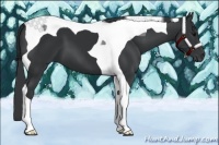 Horse Color:Black Tobiano 