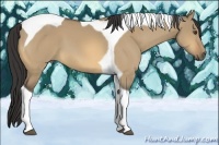 Horse Color:Buckskin Dun Tobiano 
