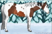 Horse Color:Bay Splash Tobiano Rabicano 