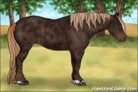 Horse Color:Liver Chestnut Ice 