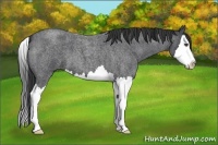 Horse Color:Blue Roan Splash 