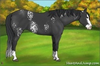 Horse Color:White Spotted Black Splash