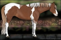 Horse Color:Chestnut Splash Tobiano