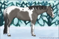 Horse Color:Grullo Splash Tobiano Rabicano 