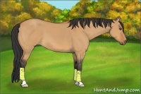Horse Color:Bay Dun