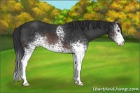 Horse Color:White Spotted Brown 