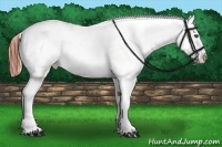 Horse Color:White Spotted Brown Appaloosa 