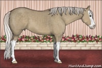 Horse Color:Silver Grullo Splash