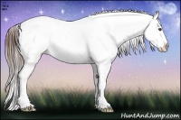 Horse Color:Brown Ice Appaloosa