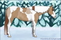 Horse Color:Red Dun Sabino Splash Tobiano Rabicano 