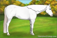 Horse Color:Chestnut Sabino Splash 