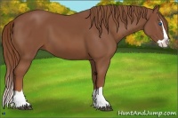 Horse Color:Chestnut Splash 