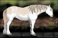 Horse Color:White Spotted Perlino Splash 