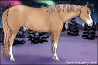 Horse Color:Gold Champagne Sabino 
