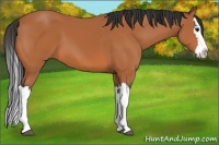 Horse Color:Bay Splash 