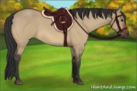 Horse Color:Bay Roan Dun 