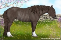 Horse Color:Liver Chestnut Rabicano 