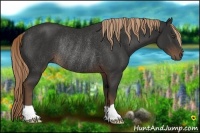 Horse Color:Liver Chestnut Rabicano