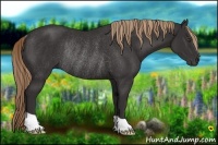 Horse Color:Liver Chestnut Rabicano 