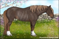 Horse Color:Liver Chestnut Rabicano 