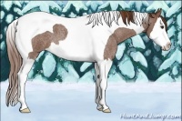 Horse Color:Red Roan Splash Tobiano