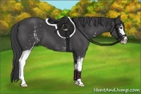 Horse Color:White Spotted Smoky Black Sabino