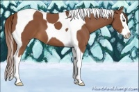 Horse Color:Chestnut Splash Tobiano