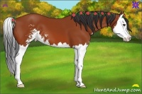 Horse Color:Bay Sabino Splash 