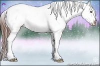 Horse Color:Brown Appaloosa 