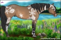 Horse Color:Bay Ice Dun 