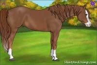 Horse Color:Chestnut Splash 