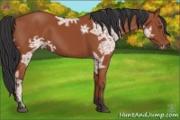 Horse Color:Bay Ice 