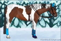 Horse Color:Bay Tobiano 