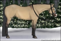 Horse Color:Bay Dun Splash 