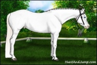 Horse Color:Chestnut Splash Appaloosa 