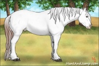 Horse Color:Chestnut Appaloosa