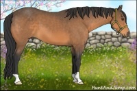 Horse Color:Buckskin 