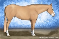 Horse Color:Gold Champagne Sabino Splash