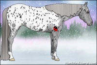 Horse Color:Black Near Leopard 